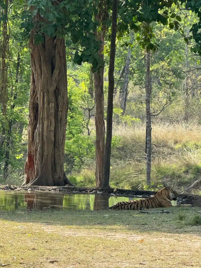 Tigers in Pench National Park