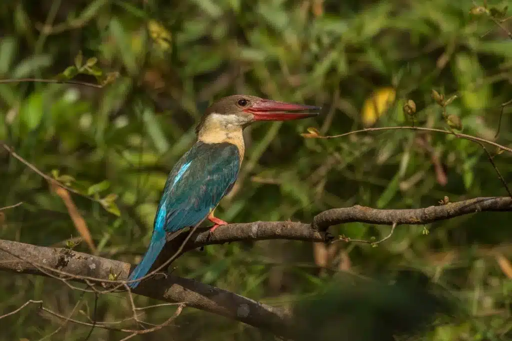 bird species in pench