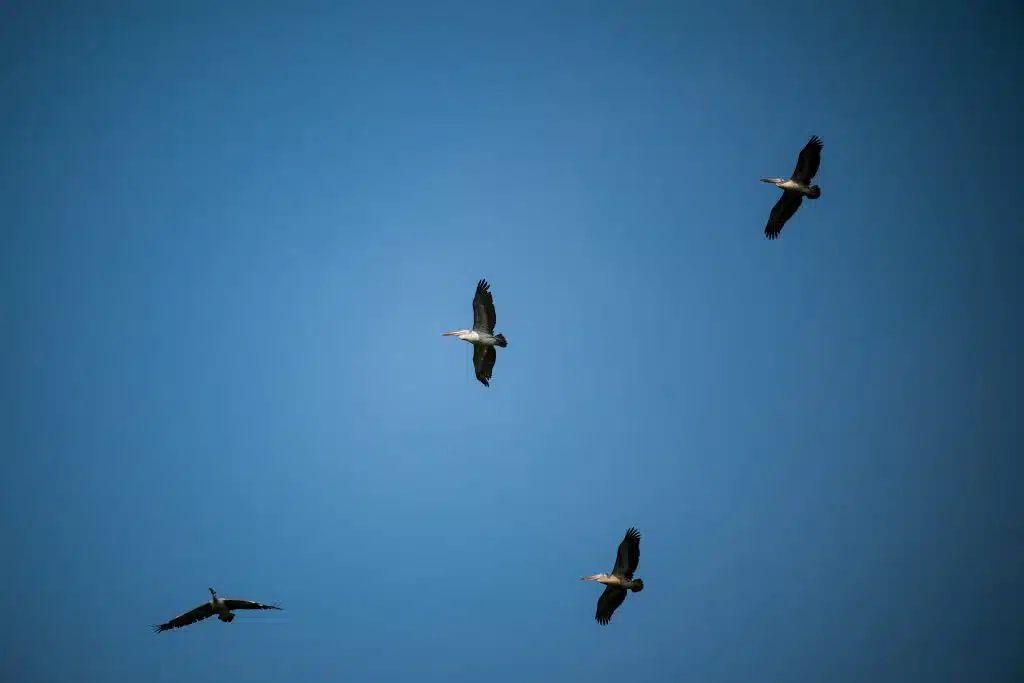 birds in pench