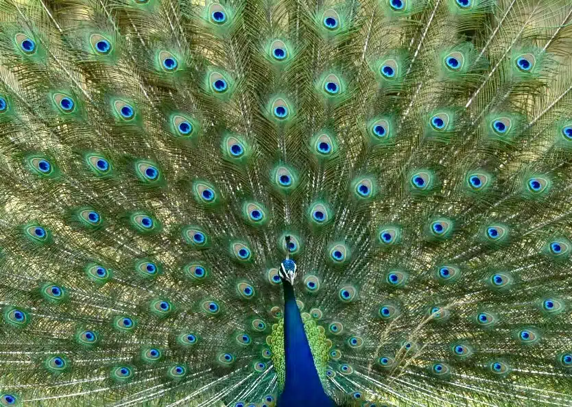 birdwatching in pench