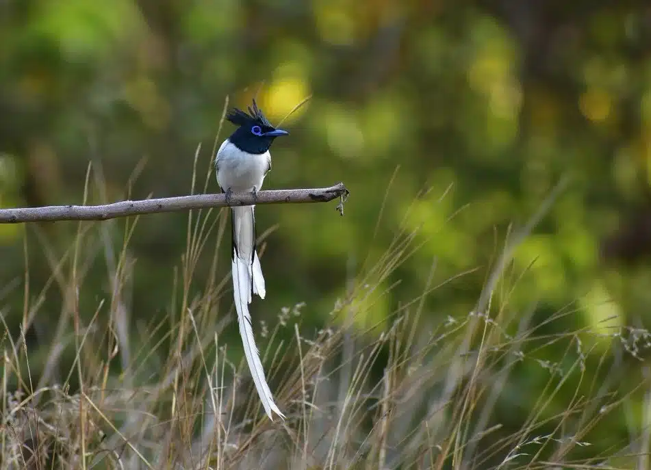 bird species in pench