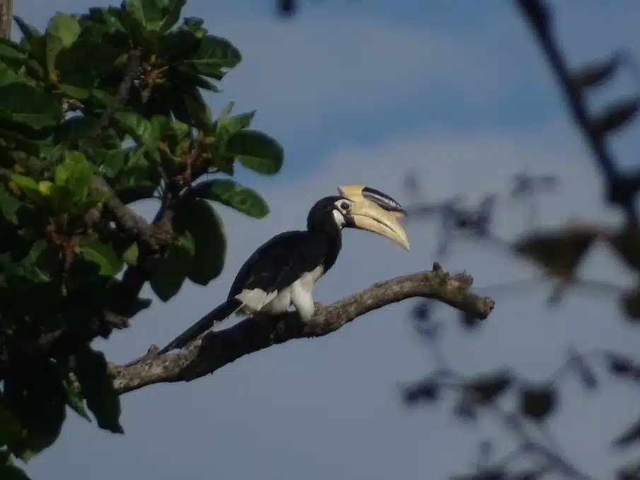 birds in pench
