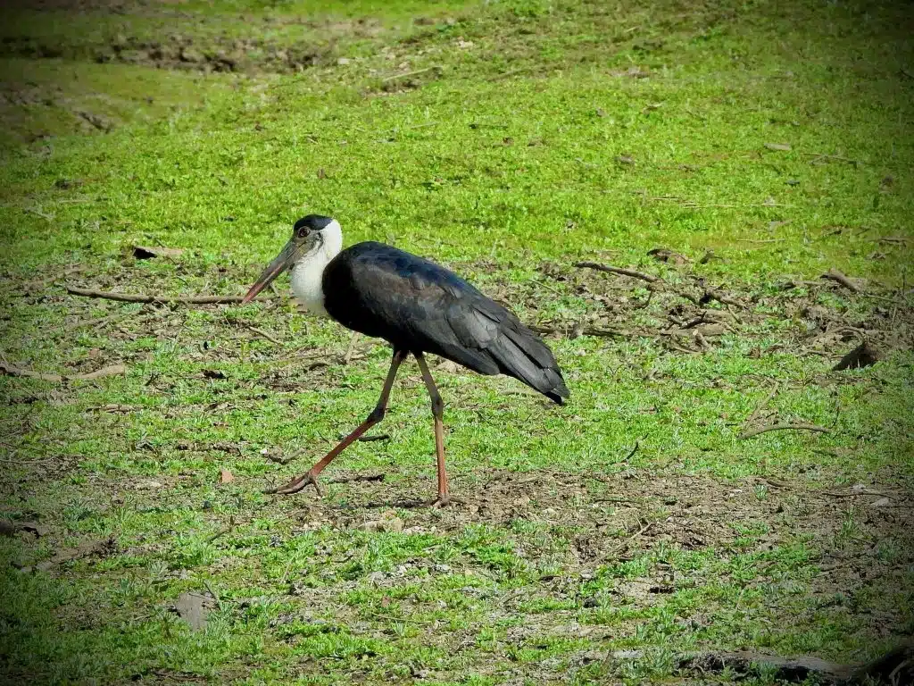 bird species in pench