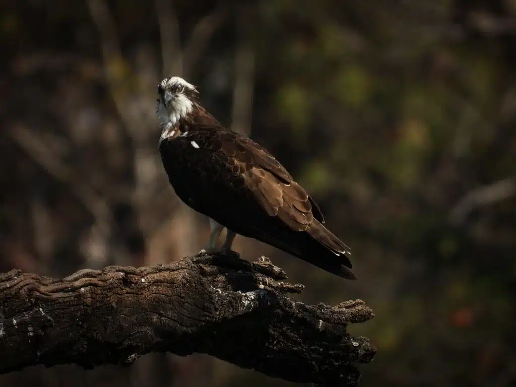 bird species in pench