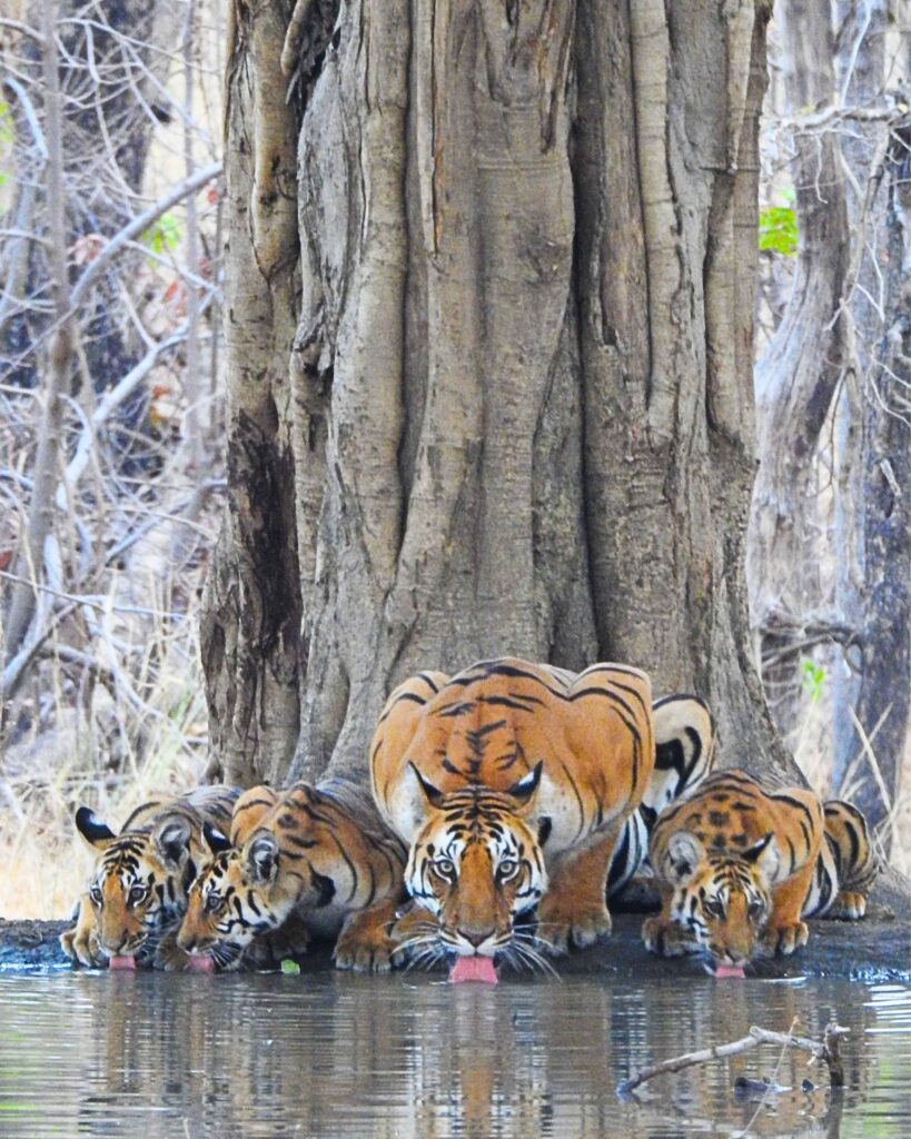 Kala Pahad and cubs in Pench National Park