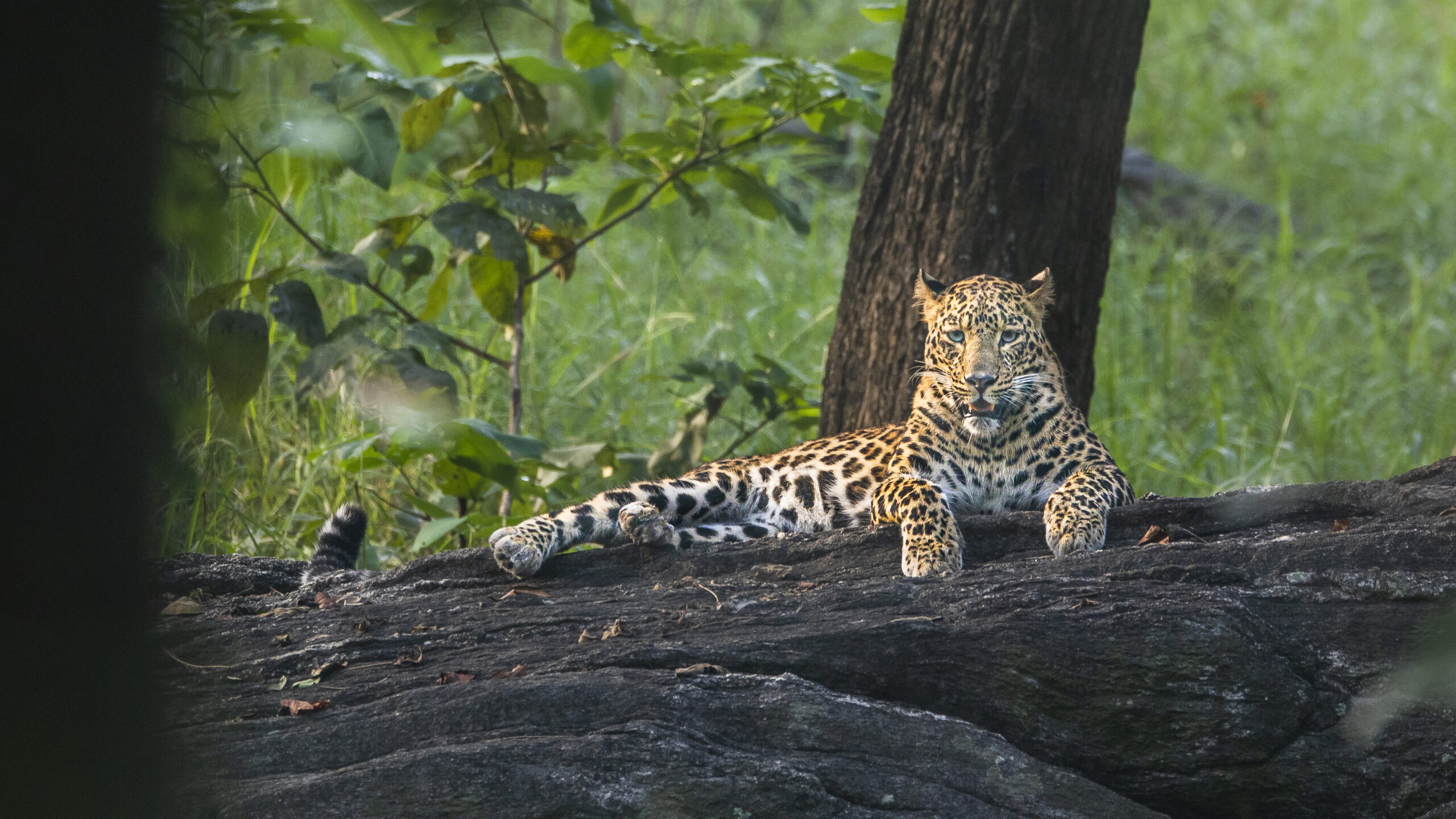Weekend Safari in Pench Tiger Reserve