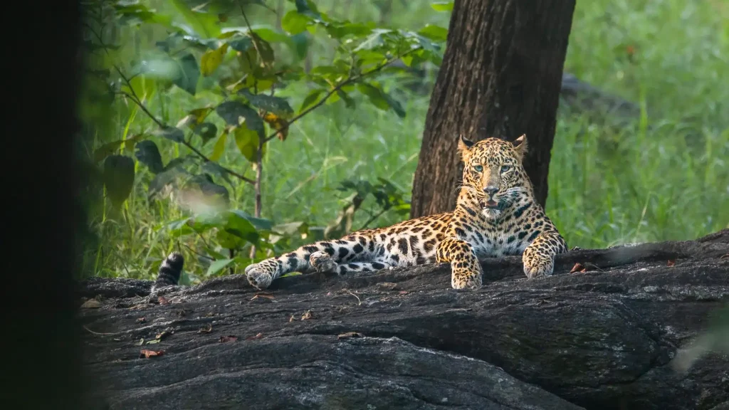 Weekend Safari in Pench Tiger Reserve