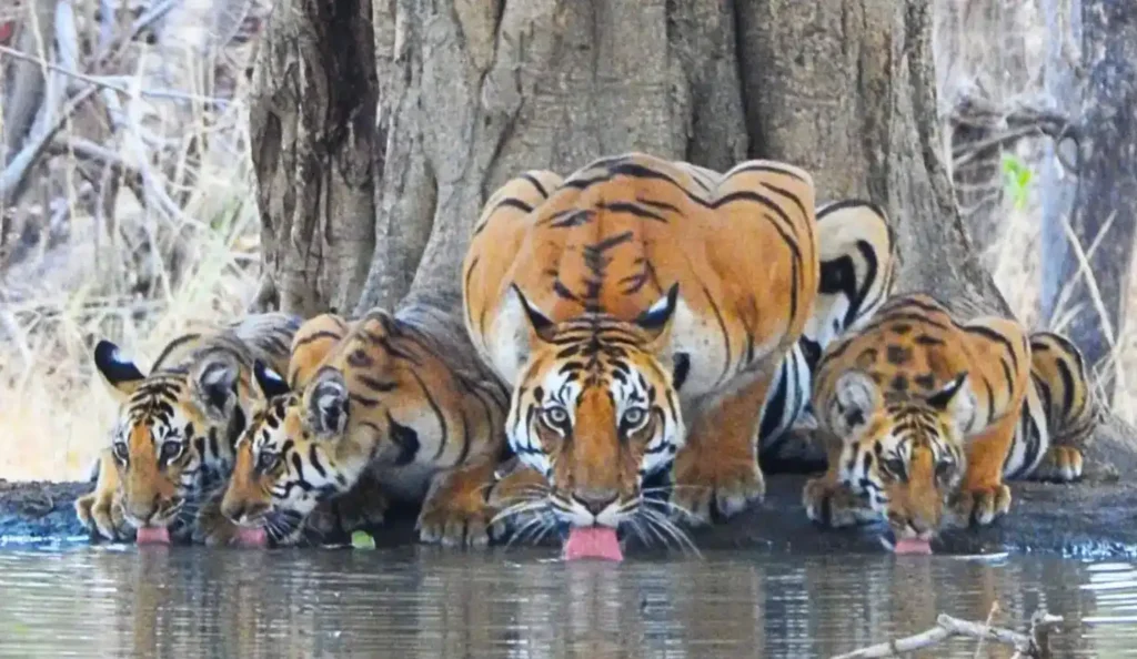 Kala Pahad and cubs in Pench National Park
