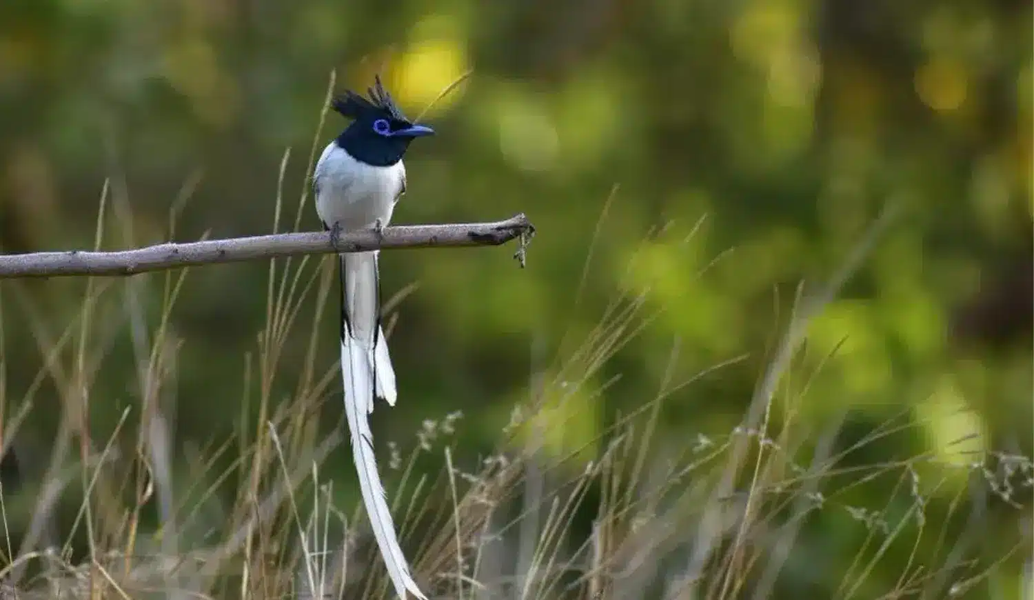 Asian Paradise Flycatcher with long white tail feathers perched on a thin branch