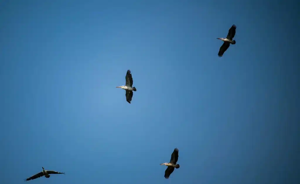 Flock of four pelicans flying in a clear blue sky