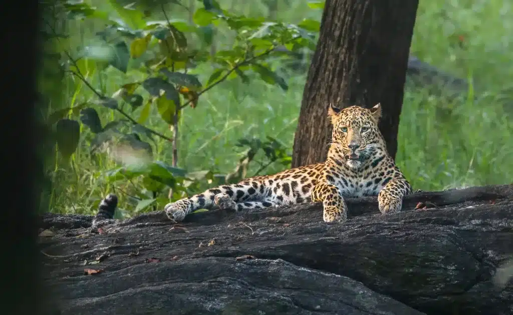 Weekend Safari in Pench Tiger Reserve