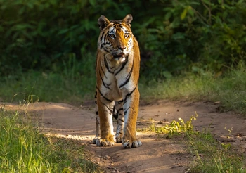 Things to do in Pench