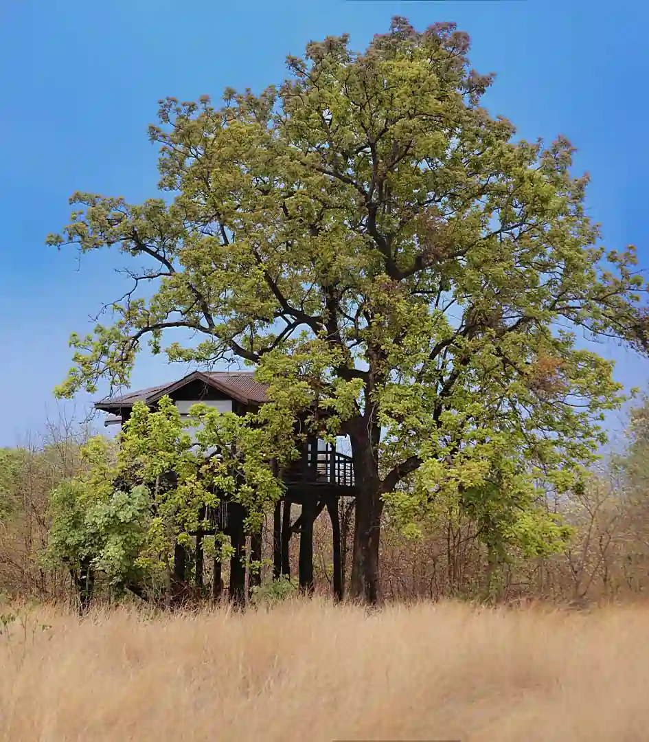 Tree house surrounded by forest at Pench Tree Lodge