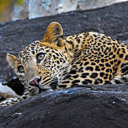 Indian leopard sighting in Pench National Park