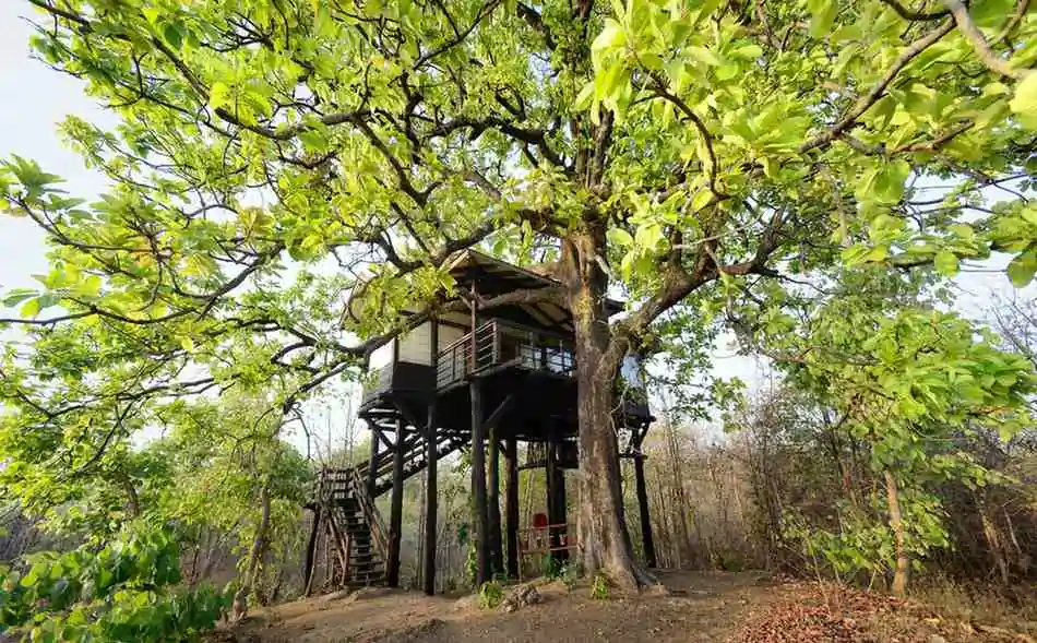Tree house nestled among trees at Pench Tree Lodge