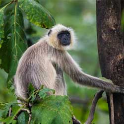 Pench Tree House