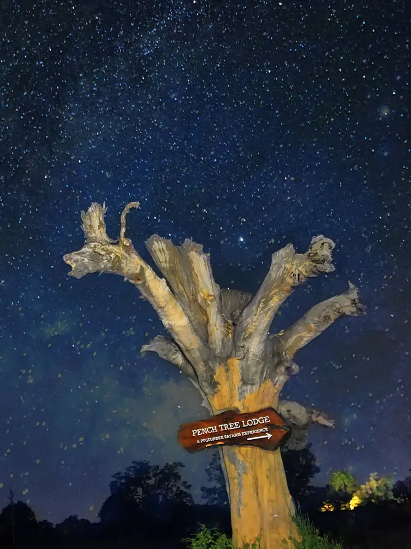 pench tree