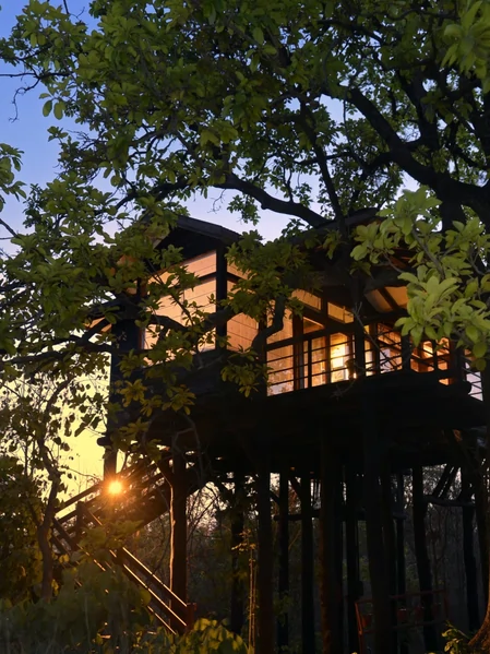 pench tree