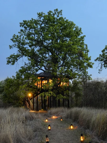 pench tree