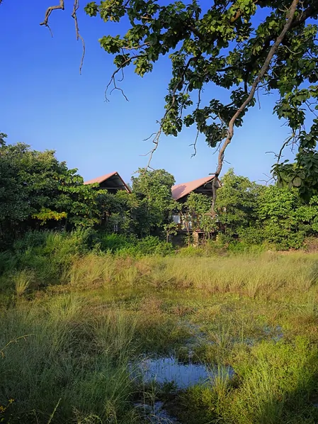 pench tree