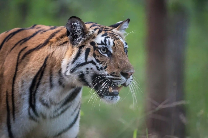 tiger safari