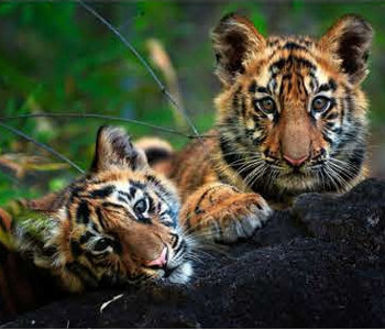 tours-in-pench-national-park