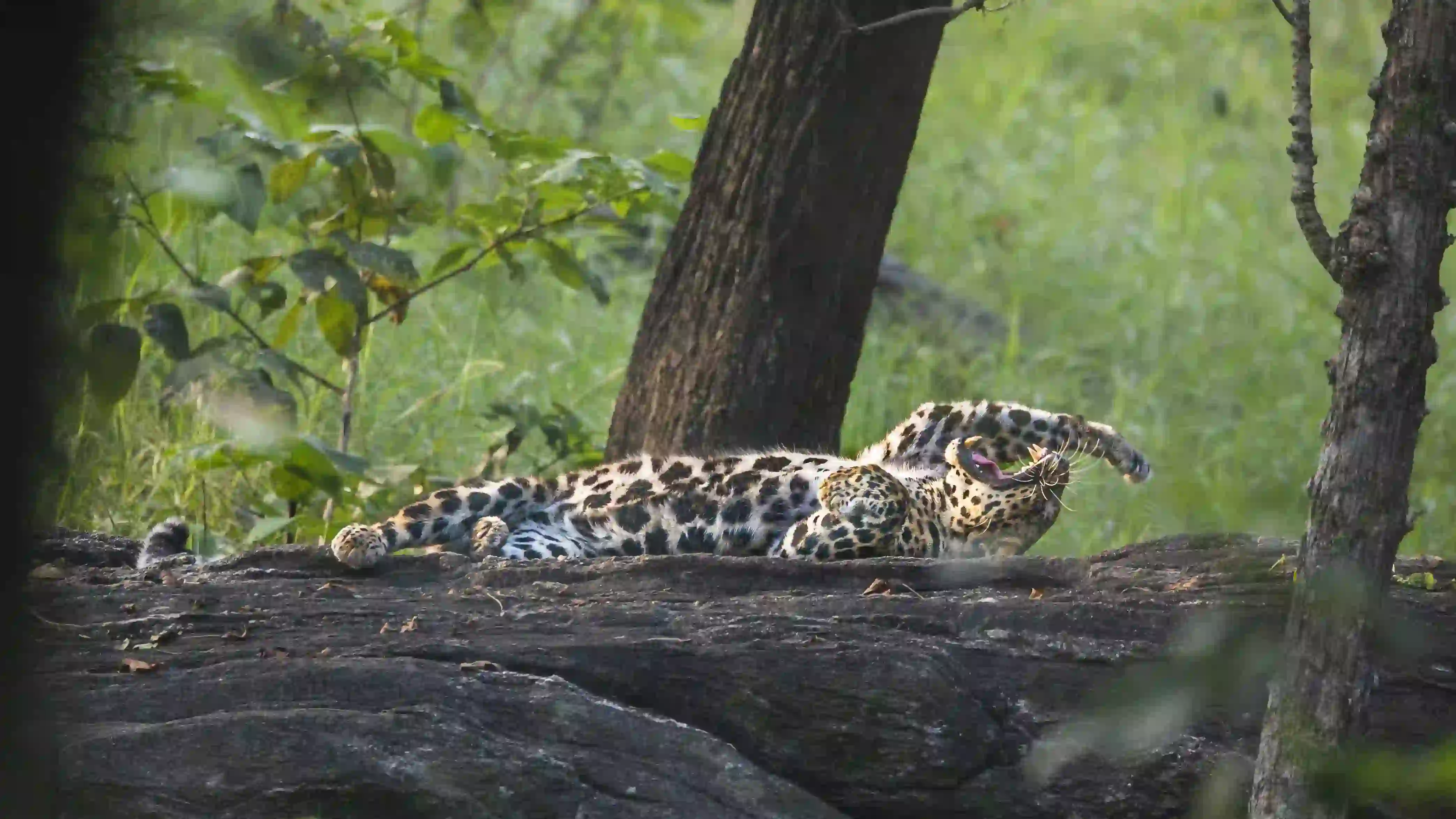 Wildlife Trails — four-park Central India safari tour