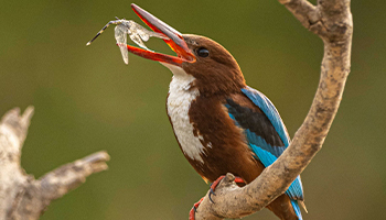 White-throated Kingfisher at The Kipling Photography Hide