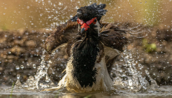 Muscovy Duck at The Kipling Photography Hide