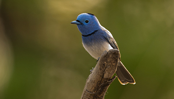 Black-naped Monarch bird at The Kipling Photography Hide