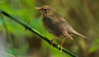 Small brown bird at The Kipling Photography Hide