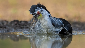 White-Breasted Waterhen The Kipling Photography Hide