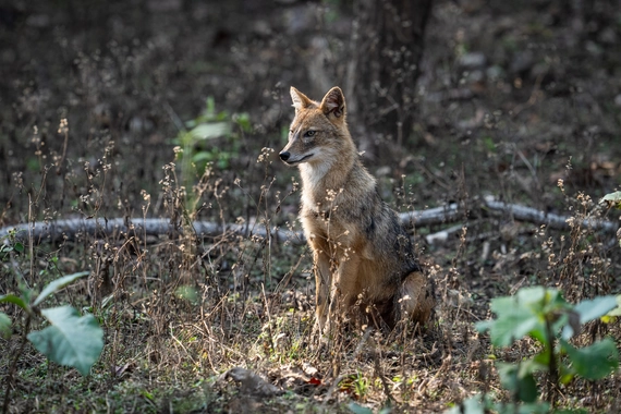 Wildlife