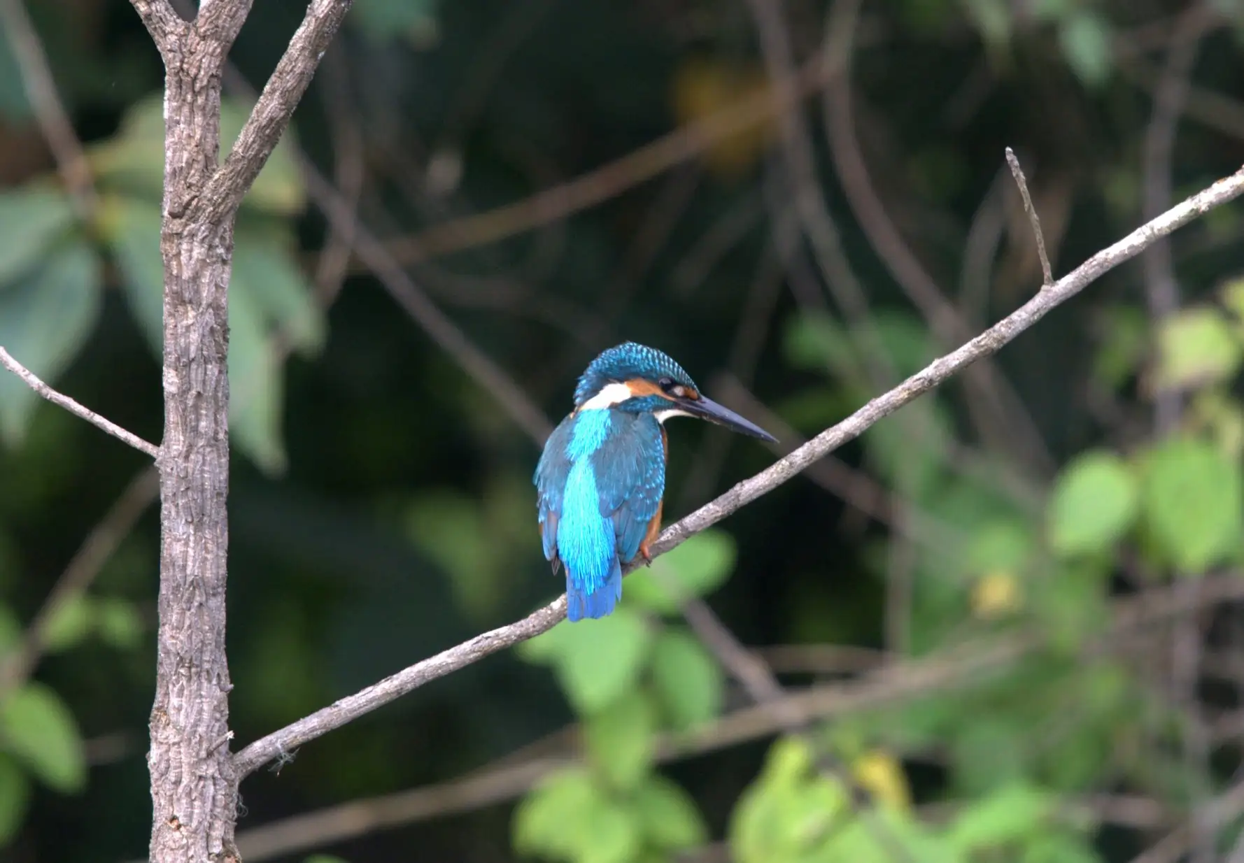 Kingfisher perched on a branch in Pench National Park
