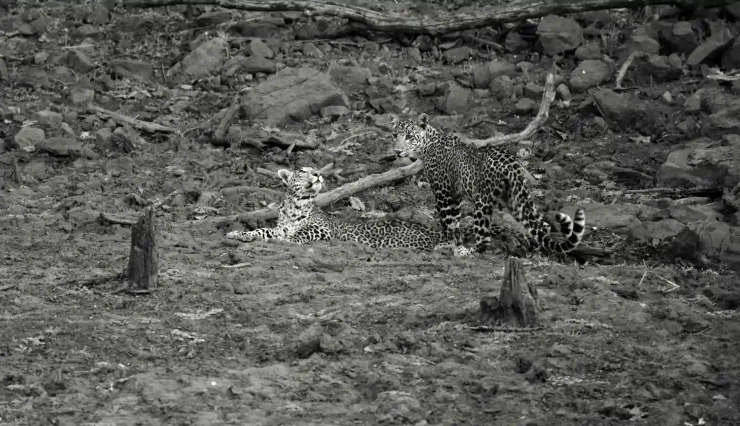 Leopard in the forest at Pench National Park
