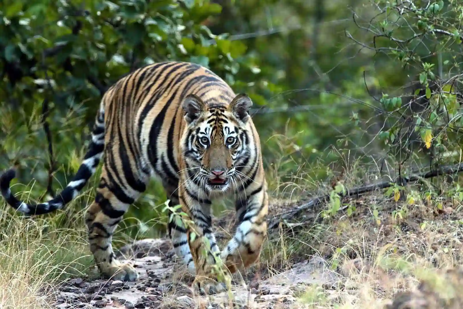 Tiger walking through the forest in Pench National Park