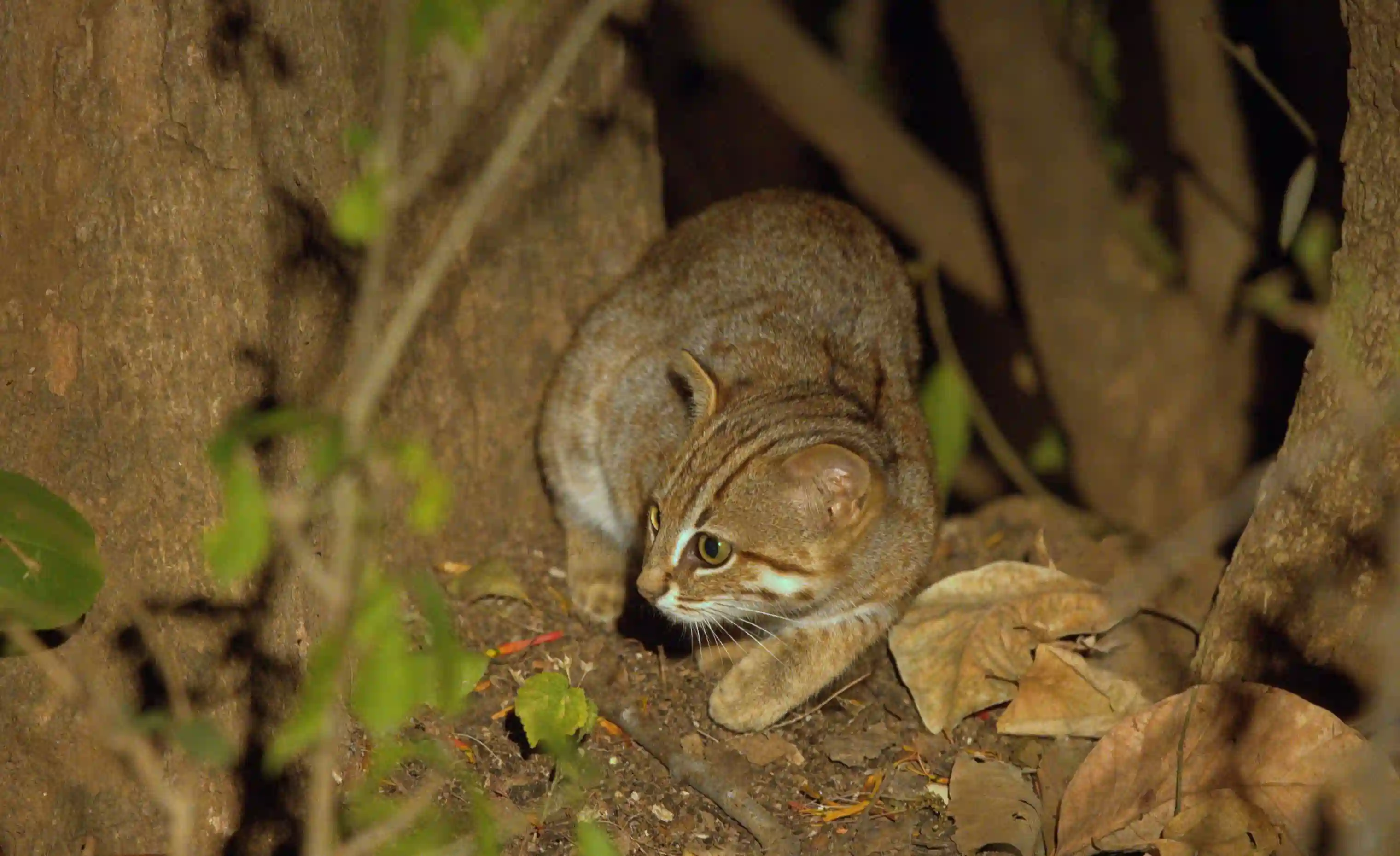Wild cat in Pench National Park