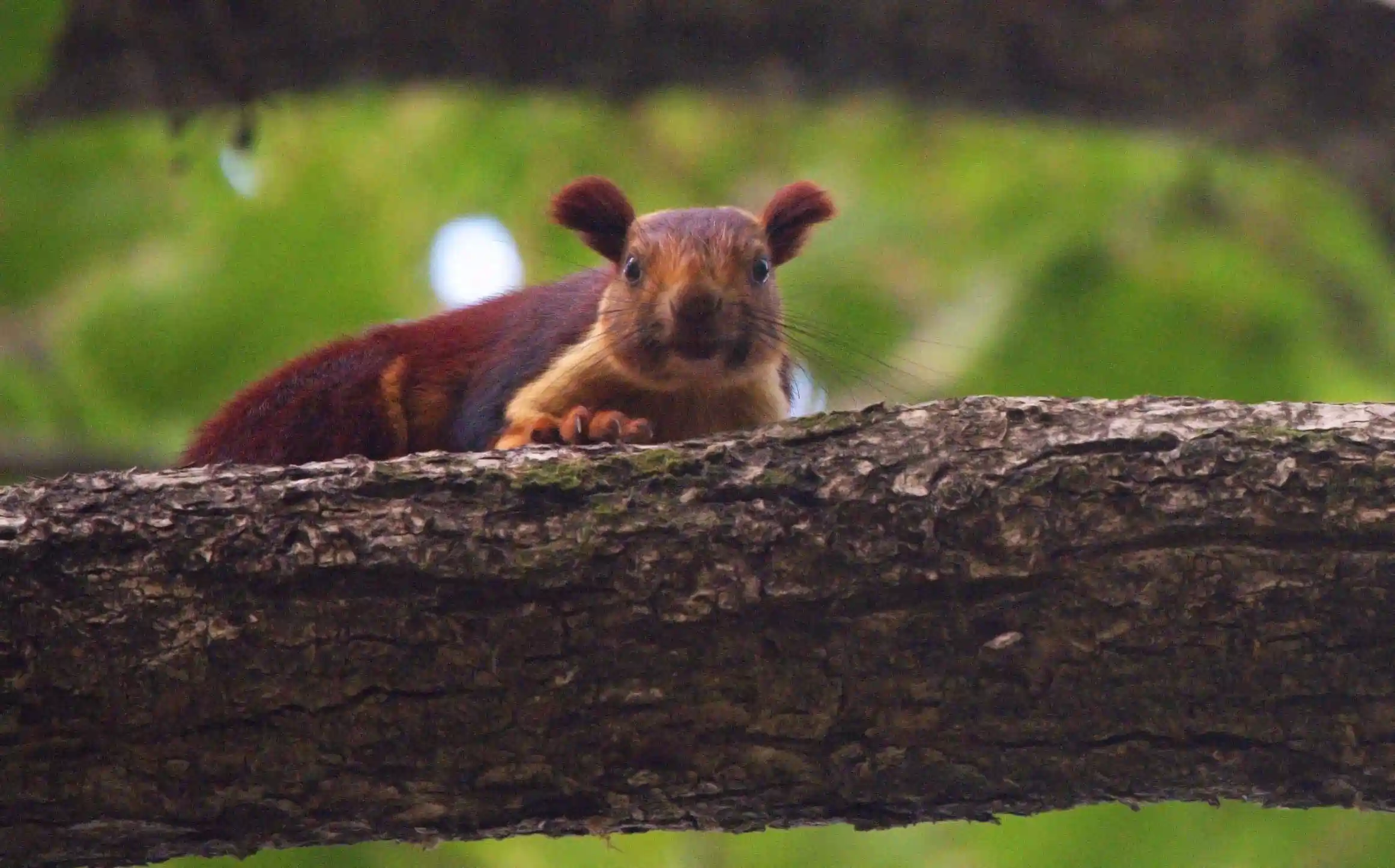 Wildlife resting on a tree branch in Pench National Park