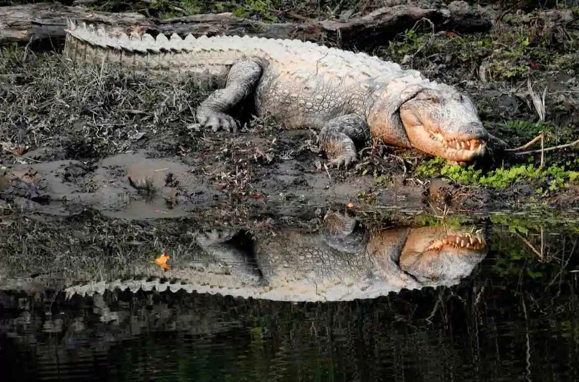 Crocodile in Pench National Park