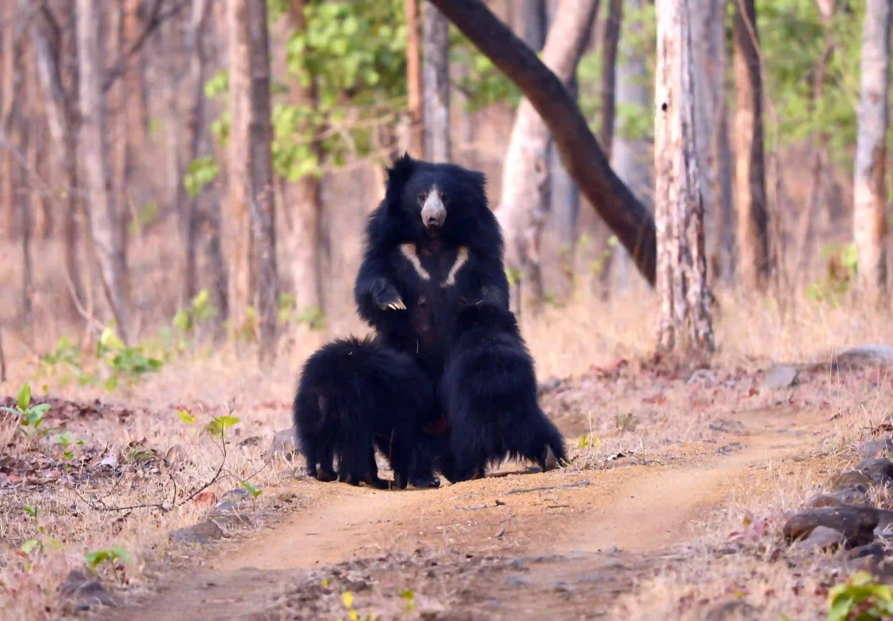Sloth bear in Pench National Park